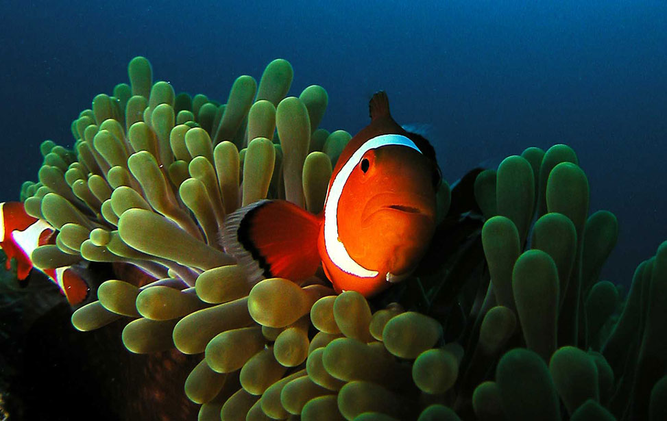 clown-fishe-in-anemone.jpg